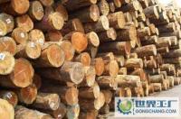 松江九亭木材加工 建筑建材與家具制造的優(yōu)選材料